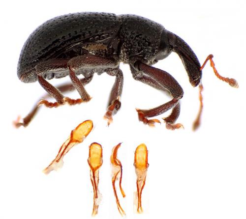 Réf. 241 129 : Leiosoma oblongulum